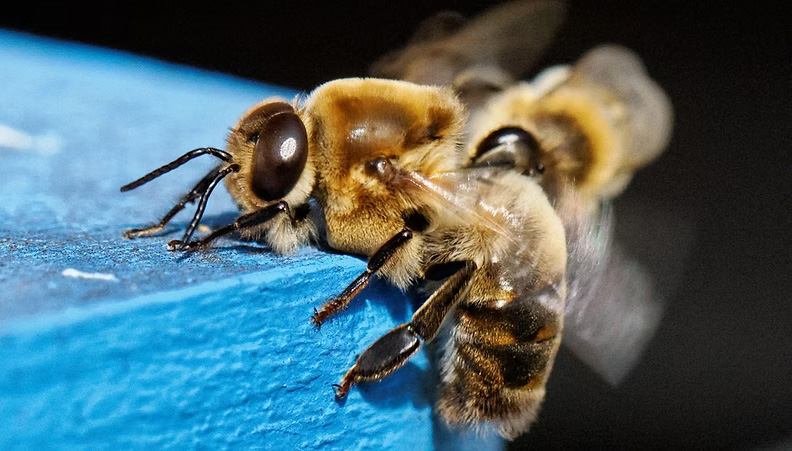 FVA Explication Abeille